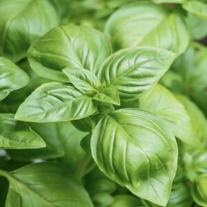 Genovese Basil